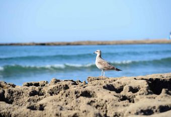 Photo prise pour expliquer les travaux de la société Eoliennes en Mer Îles d'Yeu et de Noirmoutier sur le suivi des impacts potentiels du parc éolien sur les habitats marins des oiseaux