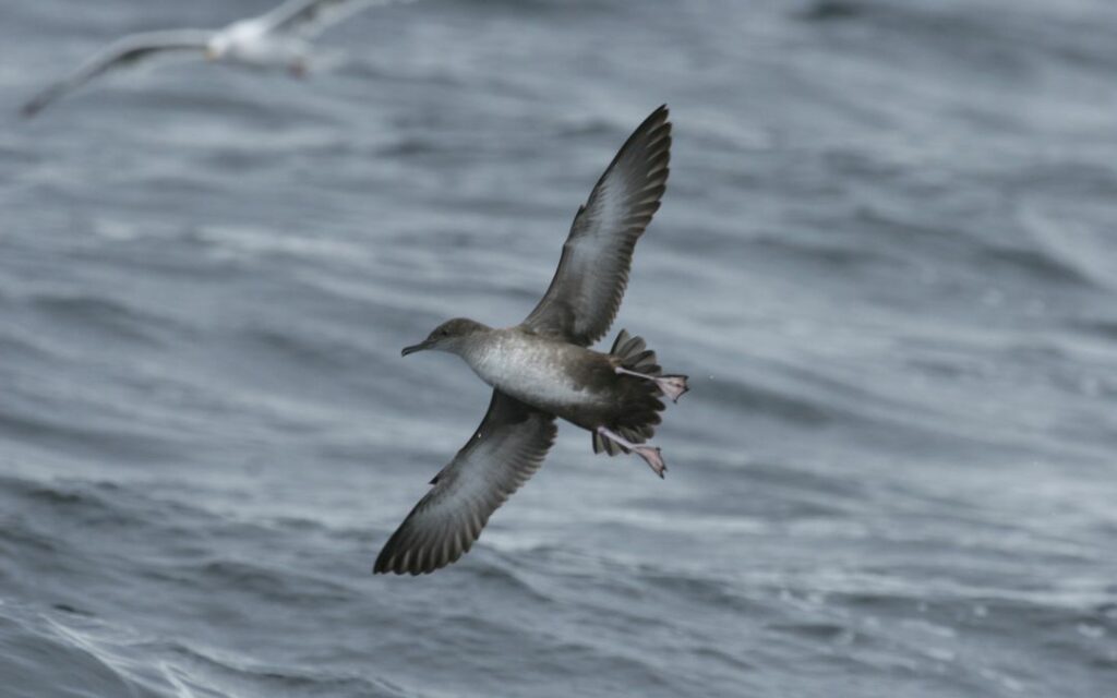 Comment préserver les puffins des Baléares, espèce d’oiseaux en voie d’extinction ?